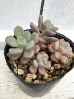 ぼのぼの苗✡️チェリーボンボン3頭 ✡️多肉 抜き苗 つぶー 寄せ植え
