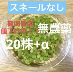 アマゾンフロッグビット 6株 無農薬 メダカ ビオトープ スネール発生
