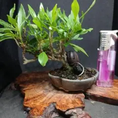 クチナシ 細葉 盆栽 懸崖 7cm - メルカリ