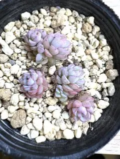 2026年最新】つぶつぶ ざらめの人気アイテム - メルカリ