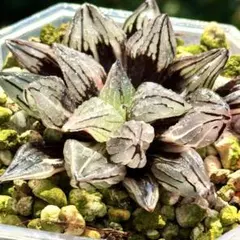 アトロフスカミュータント錦　超美株　ハオルチア　観葉植物　15のサムネイル