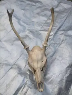 ハンティングトロフィー鹿ツノ　置物