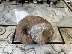 北海道　テトラゴニテス　上羽幌中二股川本流　台付アンモナイト 北海道 テトラゴニテス 上羽幌中二股川本流 台付アンモナイト