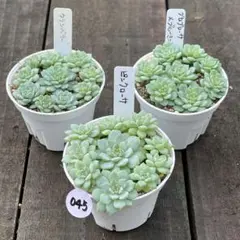 2025年最新】クランベリー 多肉の人気アイテム - メルカリ