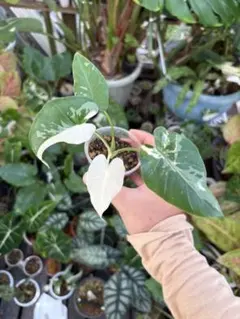 クワズイモ　斑入り　７号鉢つき　極上斑入り❗ クワズイモ 斑入り 7号鉢つき 極上斑入り❗ クワズイモ 斑入り