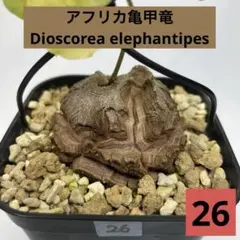 2026年最新】アフリカ亀甲竜の人気アイテム - メルカリ