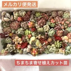 ☆ブルースター☆プロフ必読お願いします。様 リクエスト 2点 まとめ商品