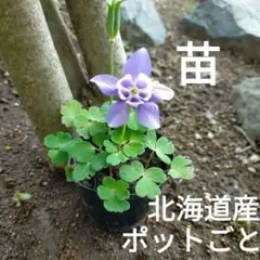 2026年最新】春の花 苗の人気アイテム - メルカリ