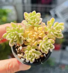 花団錦 抜き苗 多肉植物 セダム - メルカリ