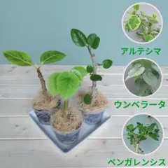 みかん様専用 人気のフィカス 抜き苗 成育セット〜っチャララらんっ♪