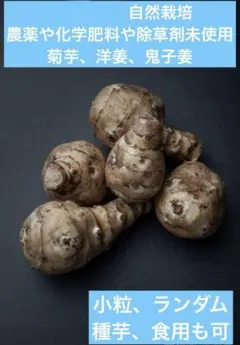 2025年最新】種芋の人気アイテム - メルカリ