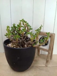 2026年最新】サルコカウロン バンデリエティアエの人気アイテム - メルカリ