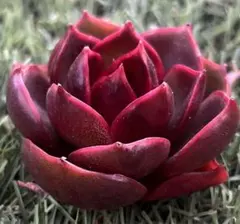 ポチャくう様 ご専用　速達　值引70円　リクエスト 2点 まとめ商品