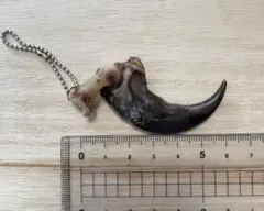 熊の爪キーホルダー（特大サイズ）