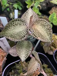 2026年最新】アネクトキルスの人気アイテム - メルカリ