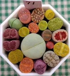 こたろん様 リクエスト 3点 まとめ商品