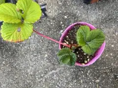 限定出品　イチゴ苗　いちご苗　珍しい　苺苗　1苗