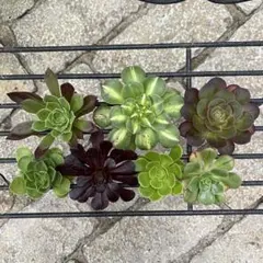 2026年最新】観葉植物 アエオニウムの人気アイテム - メルカリ