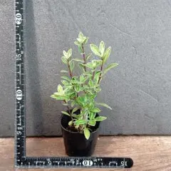 ミニ盆栽 白鳥花の苗木のサムネイル