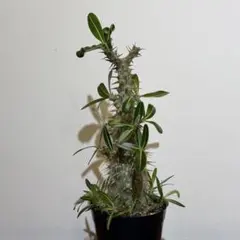 ユーフォルビア カンダレンシス 実生 多肉植物 サボテン アガベ