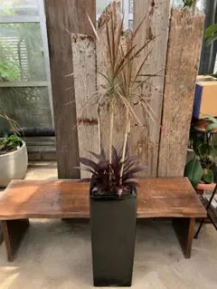 コンシンネ＋赤葉ドラセナ｜鉢付き 約140cm 大阪府茨木市引き取り希望 コンシンネ＋赤葉ドラセナ｜鉢付き 約140cm 大阪府茨木市引き取り希望