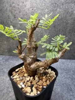 2026年最新】センナ メリディオナリスの人気アイテム - メルカリ