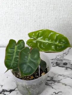 2025年最新】フィロデンドロンビレッティアの人気アイテム - メルカリ