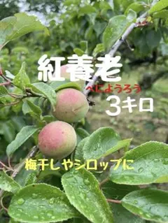 無農薬梅　紅養老3キロ　無選別のサムネイル