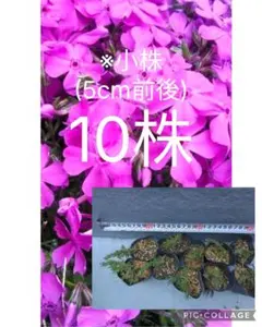 [923] 芝桜　ダニエル　濃いピンク色　ピンク　株　10株　シバザクラのサムネイル