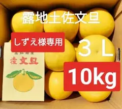 しずえ様専用　高知産　約１０ｋｇ　大玉　土佐文旦　３Ｌ　北海道沖縄発送不可