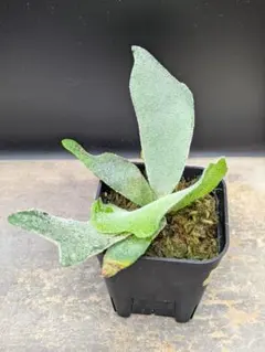 ビカクシダ P. veitchii wild vp#1 OC - メルカリ