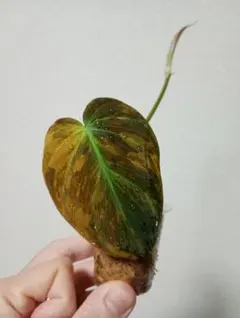 2025年最新】フィロデンドロン ミカンス ピンクの人気アイテム - メルカリ