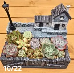 そのまま飾れる多肉植物寄せ植え