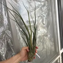 Tillandsia】T.'Domingo's Charm' エアープランツ - メルカリ