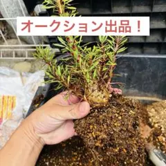 vanchang　フォークイエリア　プルプシー　極太ロング　鉢無し抜き苗 vanchang様専用 フォークイエリア プルプシー 極太ロング 鉢無し抜き苗