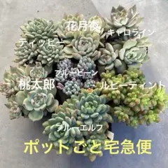 多肉植物　セット②