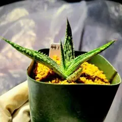 多肉植物 アロエ ペッキー×へミンギー(選抜カキコ苗) - メルカリ