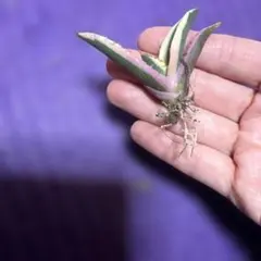 2026年最新】スナグルトゥースの人気アイテム - メルカリ