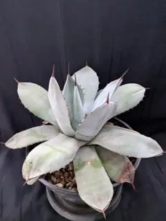 2025年最新】アガベのパリートランカータの人気アイテム - メルカリ