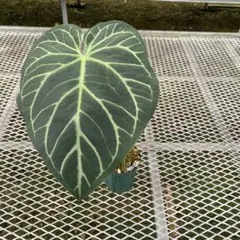 Anthurium Regale レガレ 特大株 9号鉢 注意事項あり - メルカリ