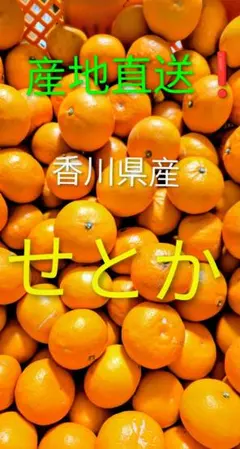 産地直送❗香川県産 せとか５キロのサムネイル
