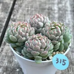 2026年最新】多肉 セットの人気アイテム - メルカリ