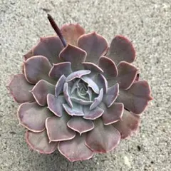 メルカリ便　シャビアナ・マドレ・デル・スル錦　ポットごと メルカリ便 シャビアナ・マドレ・デル・スル錦 ポットごと