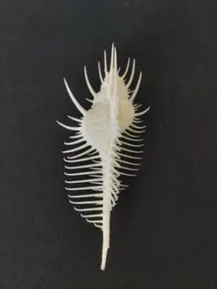 ホネガイ(E)貝殻 標本 インテリア 13.4cm - メルカリ