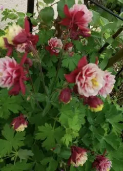 yasunon様 リクエスト 2点 まとめ商品