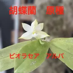 胡蝶蘭 原種 ビオラセア アルバ Phal ファレノプシス 洋蘭 - メルカリ