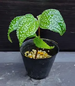 ソネリラ マキュラータ 熱帯植物 観葉植物 ジメジメ系植物 パルダリウム