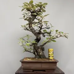 チリメンカズラ 古木 棚も沢山作れて花も咲いてます。 - メルカリ
