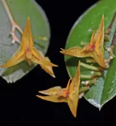 小型原種蘭 レパンテス 着生植物 lepanthes myiophora 花芽のサムネイル