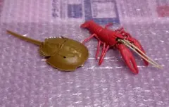 タカラトミー みずべのなかま カブトガニ　アメリカザリガニ　2点セット